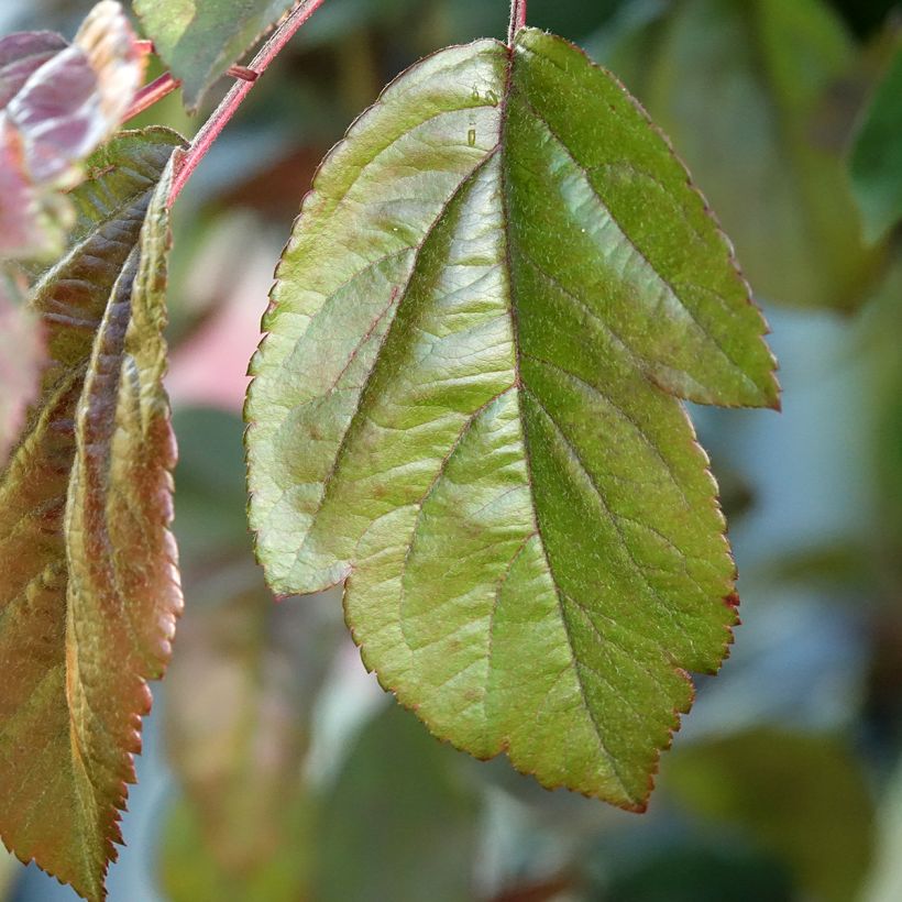 Zierapfel Liset - Malus (Laub)
