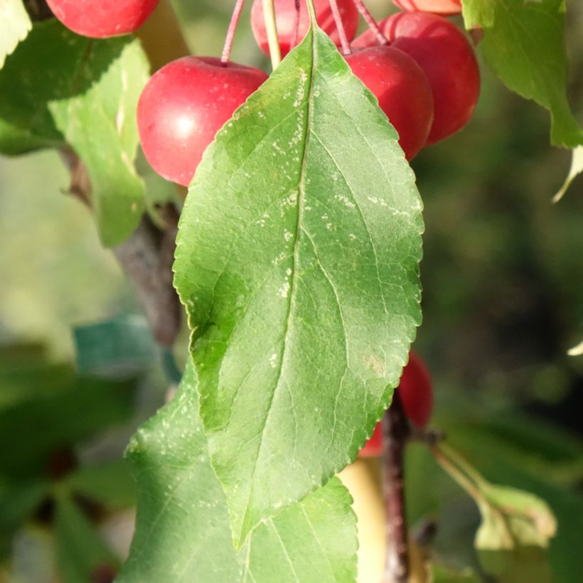 Malus (x) purpurea Ola - Pommier d'ornement, Pommier à fleurs, Pommetier (Foliage)