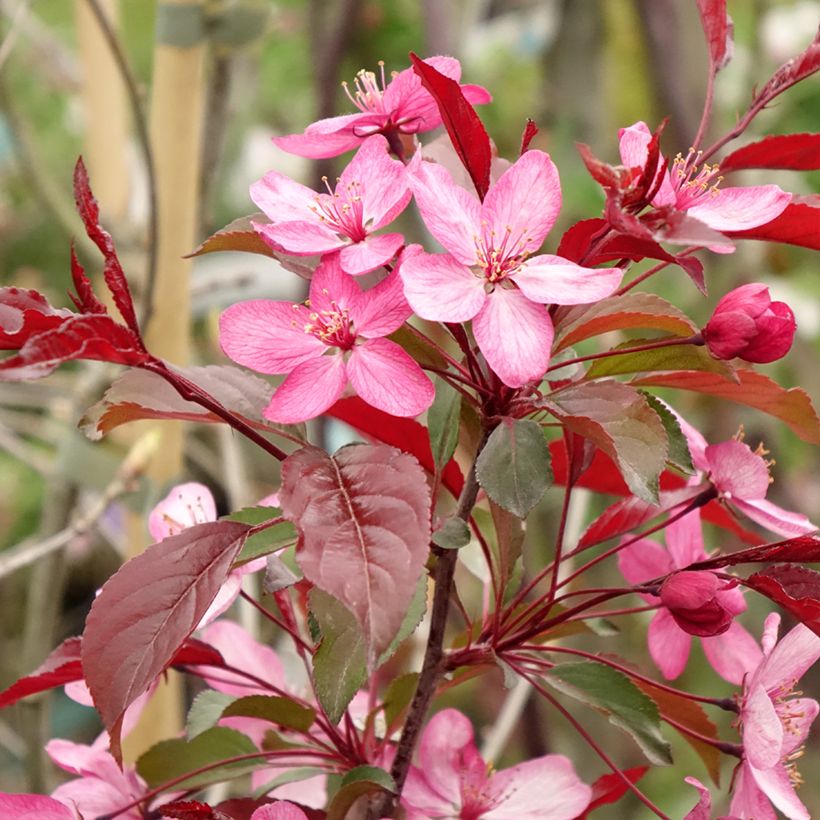 Purpur-Apfel Paul Hauber - Malus purpurea (Blüte)