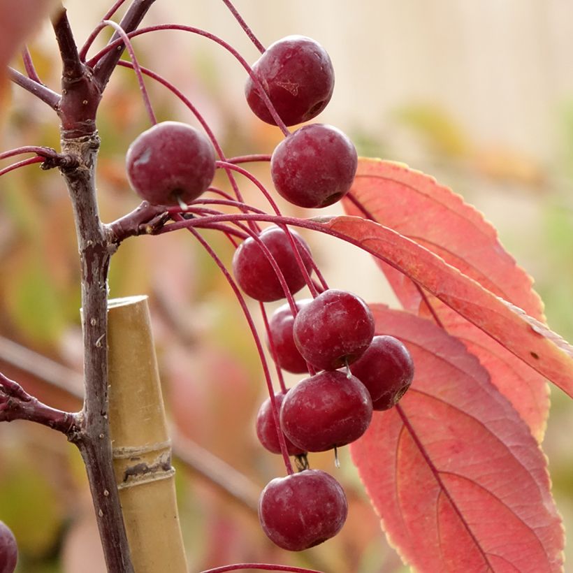 Purpur-Apfel Paul Hauber - Malus purpurea (Ernte)