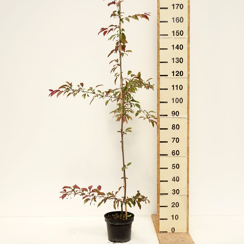 Exemplar von Purpur-Apfel Paul Hauber - Malus purpurea Topf mit 4L/5L wie im Frühjahr geliefert