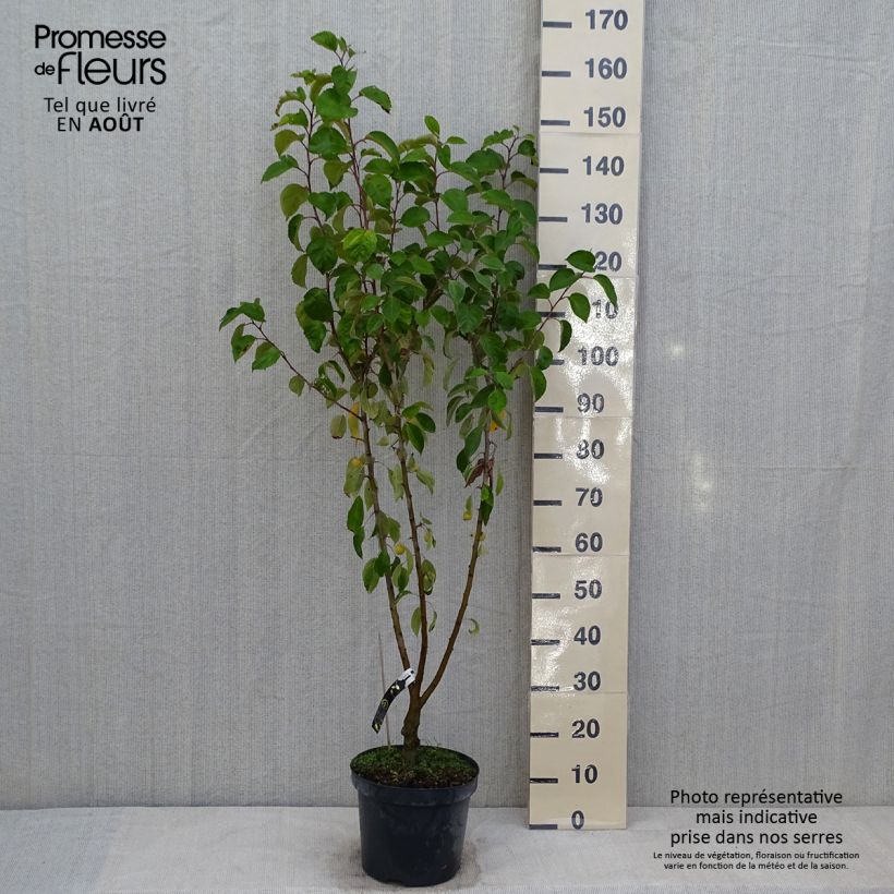Exemplar von Zierapfel Evereste 'Perpetu' - Malus Topf mit 7,5L/10L, Mini-Stammrose wie im Sommer geliefert