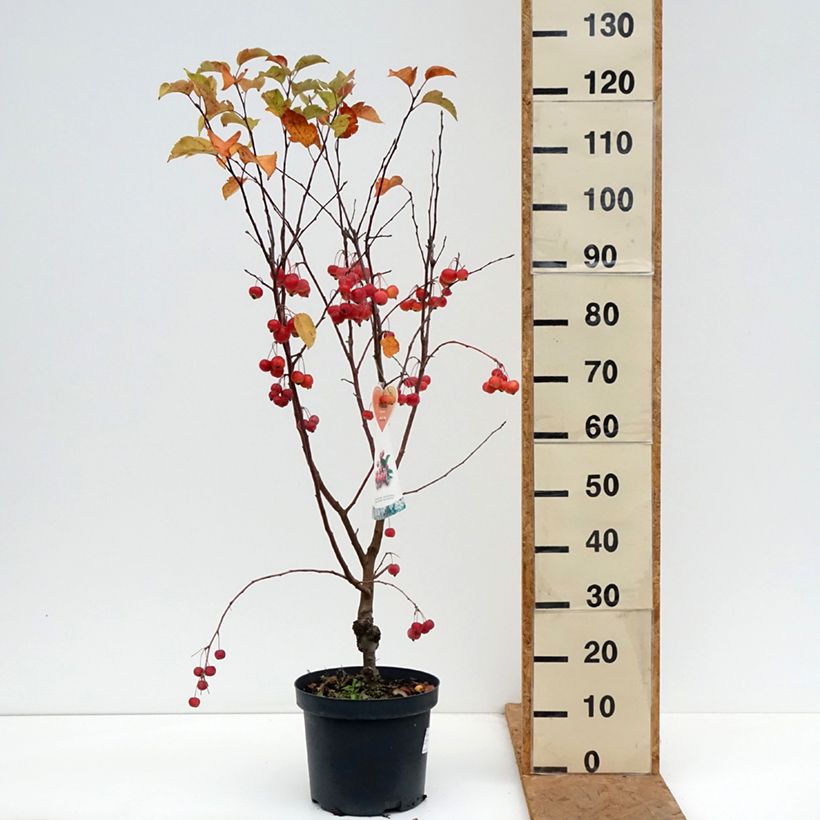 Exemplar von Zierapfel Evereste 'Perpetu' - Malus Topf mit 7,5L/10L, Mini-Stammrose wie im Herbst geliefert