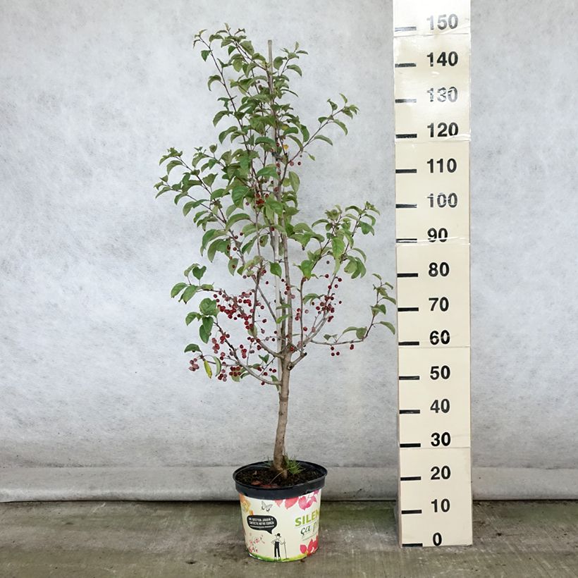 Exemplar von Zierapfel Red Jewel - Malus Topf mit 7,5L/10L, einstämmig wie im Sommer geliefert