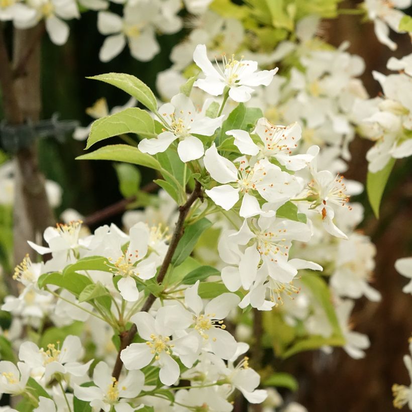 Zierapfel Red Jewel - Malus (Blüte)