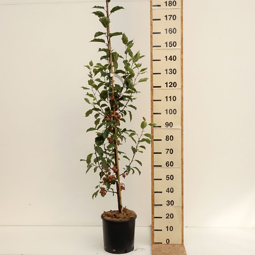 Exemplar von Zierapfel Red Obelisk - Malus Topf mit 12L/15L wie im Sommer geliefert