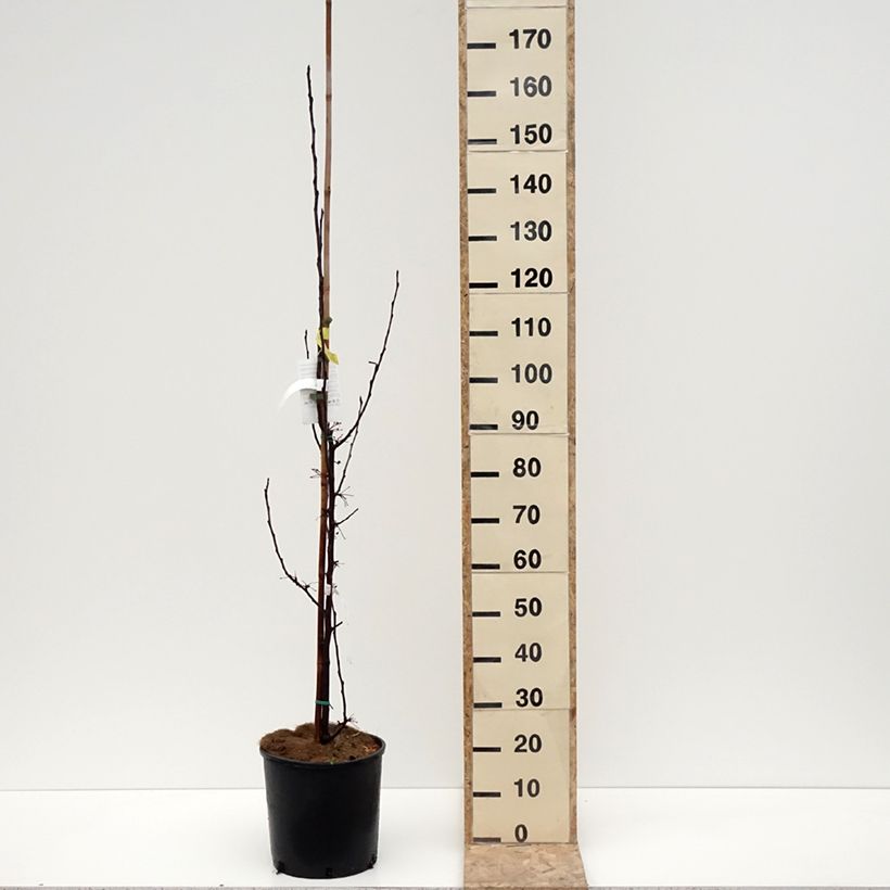 Example of Zierapfel Red Obelisk - Malus Topf mit 12L/15L as you get in hiver