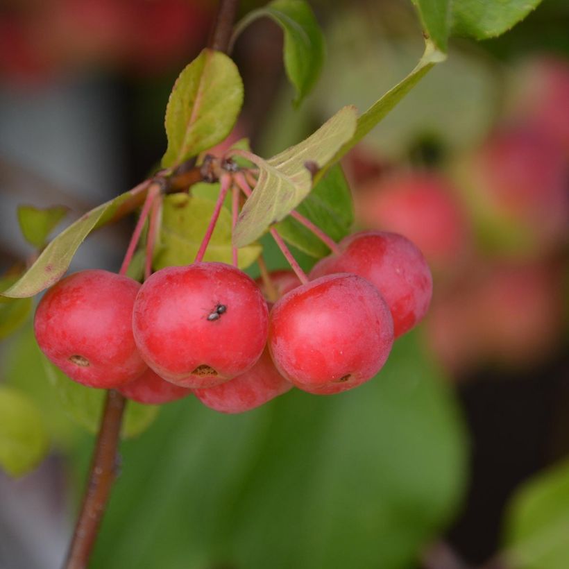 Beispiel eines Exemplars von Pommier d'ornement - Malus Red Sentinel  Pot de 6L/7L wie geliefert