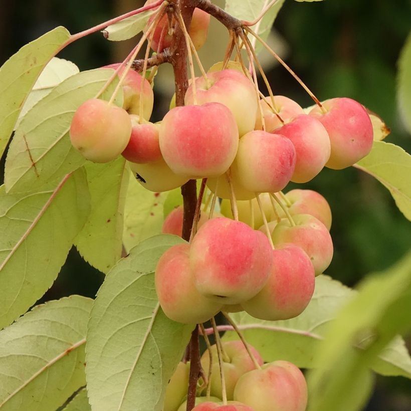 Zierapfel Red Sentinel - Malus (Ernte)