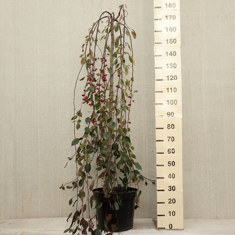 Exemplar von Pommier d'ornement - Malus Royal Beauty Pot de 7,5L/10L, Tige, Tige  de 100 cm wie im Herbst geliefert
