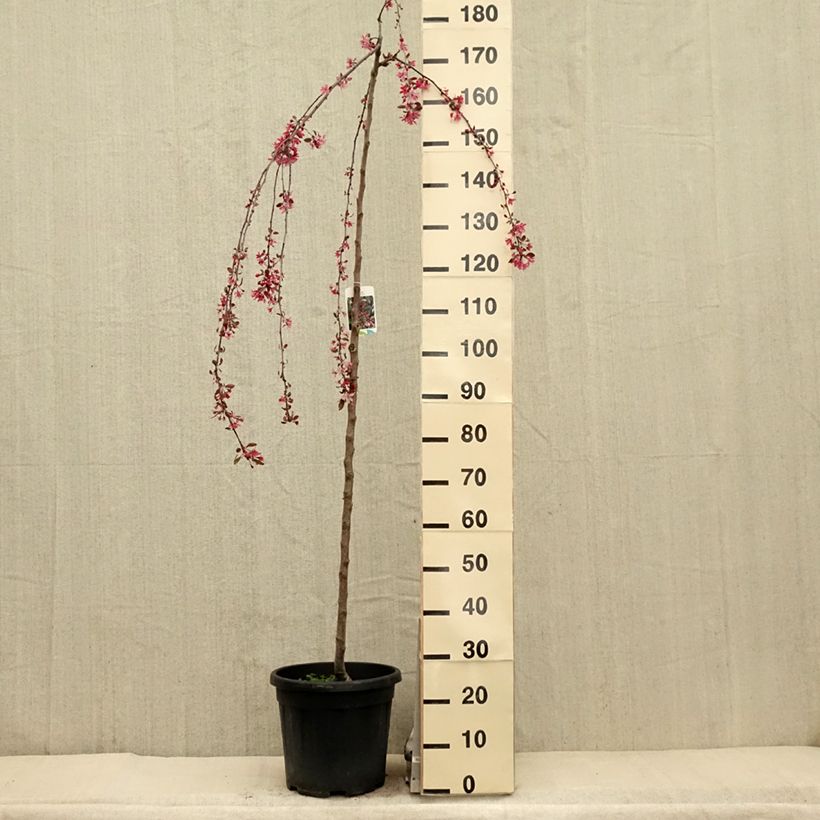 Exemplar von Zierapfel Royal Beauty - Malus Topf mit 7,5L/10L, Stamm wie im Frühjahr geliefert