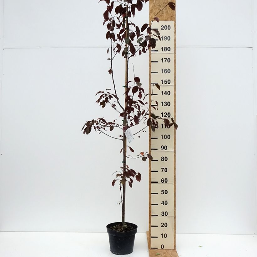 Exemplar von Zierapfel Royalty - Malus Topf mit 7,5L/10L wie im Sommer geliefert