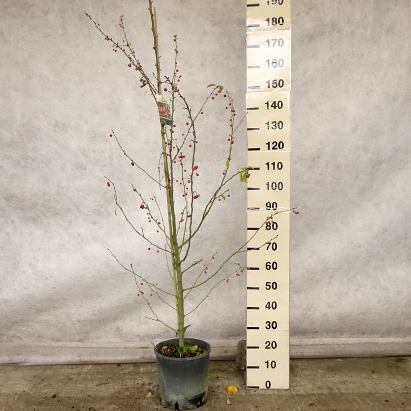 Exemplar von Zierapfel Sugar Tyme - Malus Topf mit 12L/15L, Stamm wie im Herbst geliefert