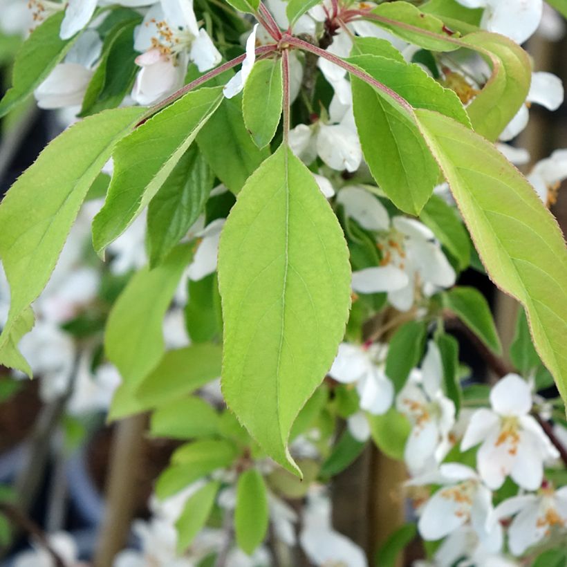 Zierapfel Sugar Tyme - Malus (Foliage)