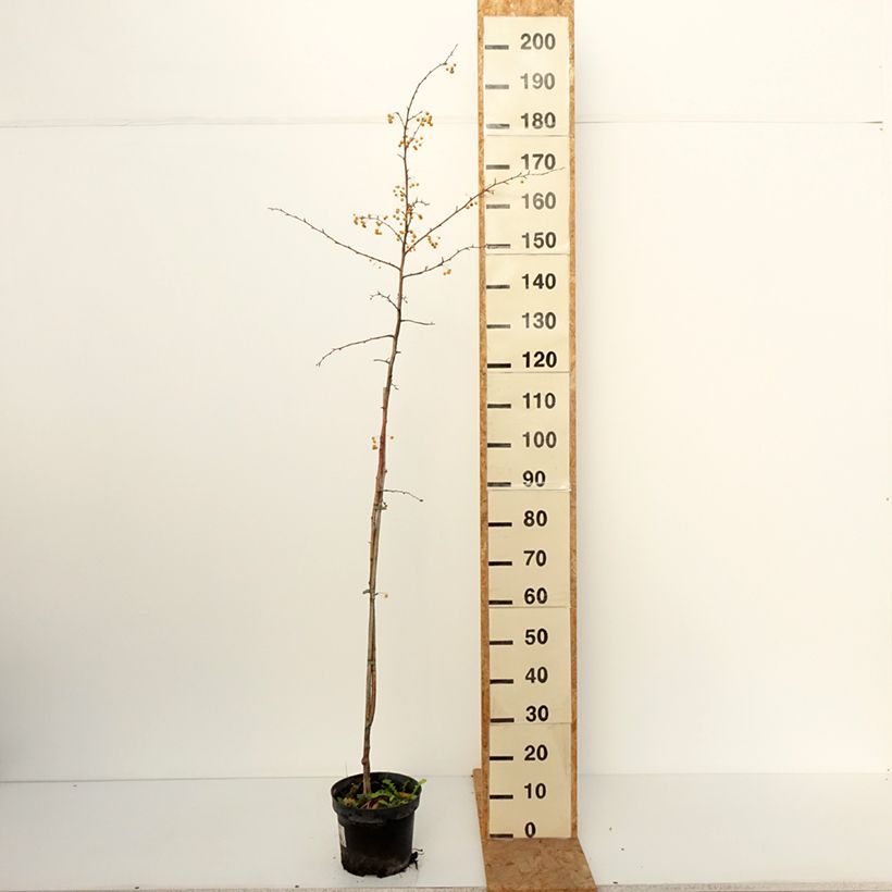 Exemplar von Zierapfel Brouwers Beauty - Malus toringo Topf mit 4L/5L wie im Herbst geliefert