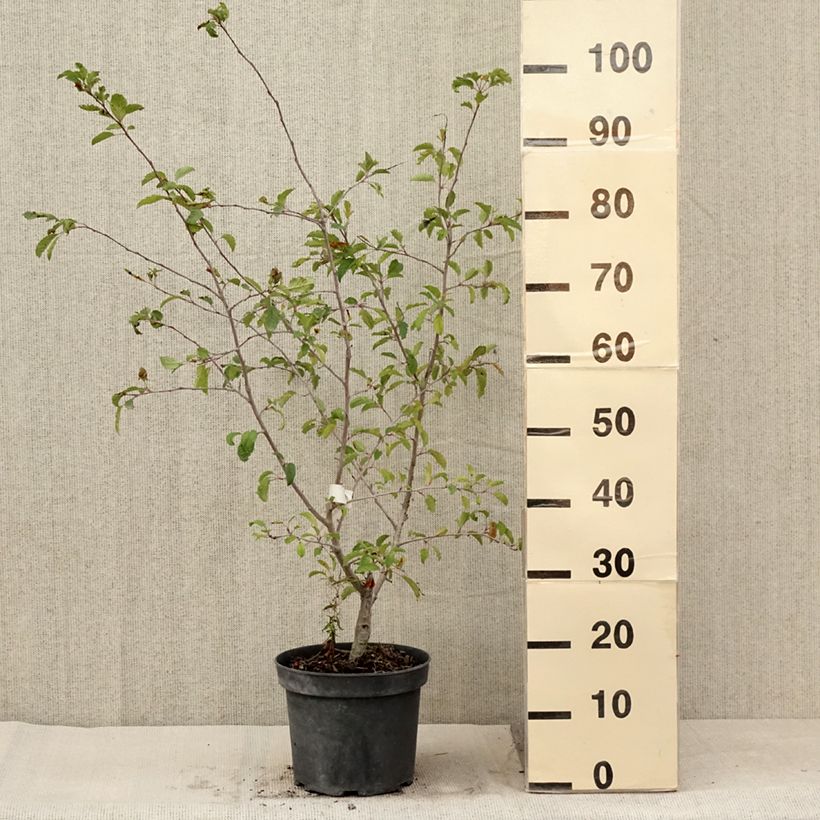 Exemplar von Zierapfel Brouwers Beauty - Malus toringo Topf mit 4L/5L wie im Sommer geliefert