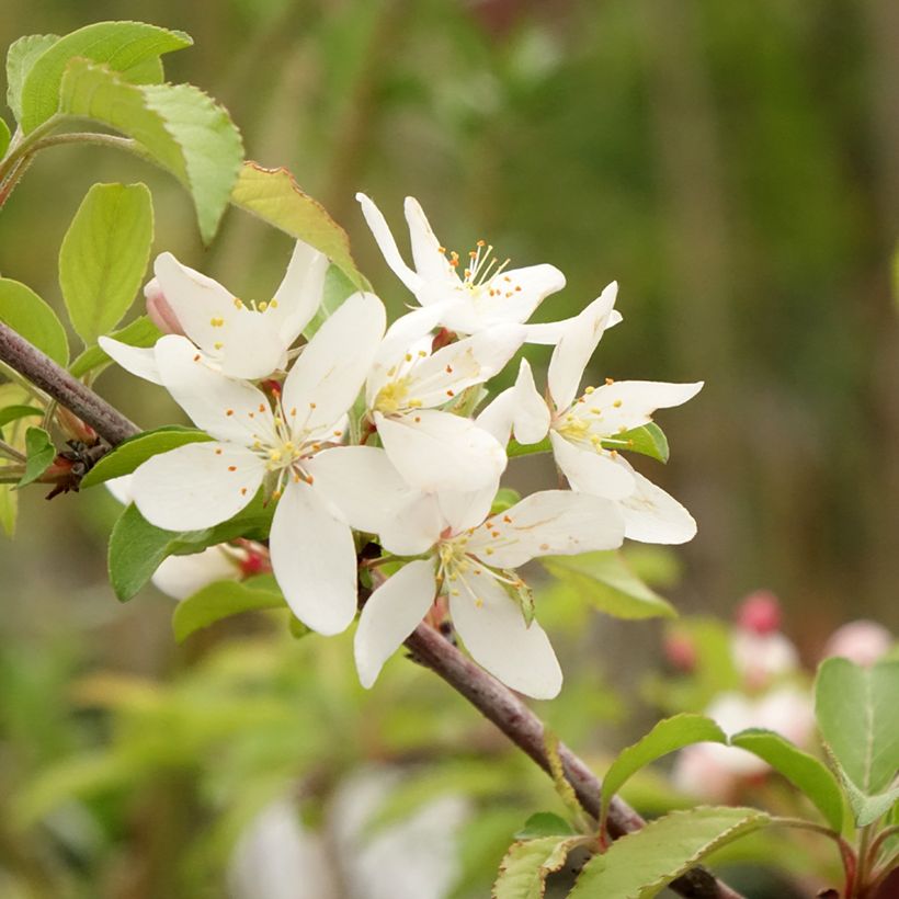 Zierapfel Brouwers Beauty - Malus toringo (Flowering)