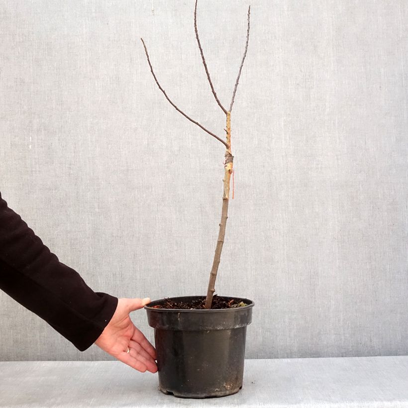 Exemplar von Zierapfel POM'ZAI - Malus Topf mit 4L/5L, Stamm wie im Winter geliefert