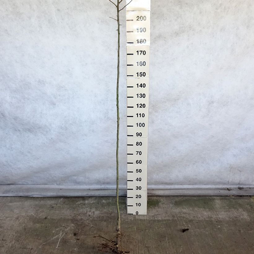 Exemplar von Apfelbaum Double Belle Fleur - Malus domestica Wurzelnackt, Hochstamm wie im Winter geliefert