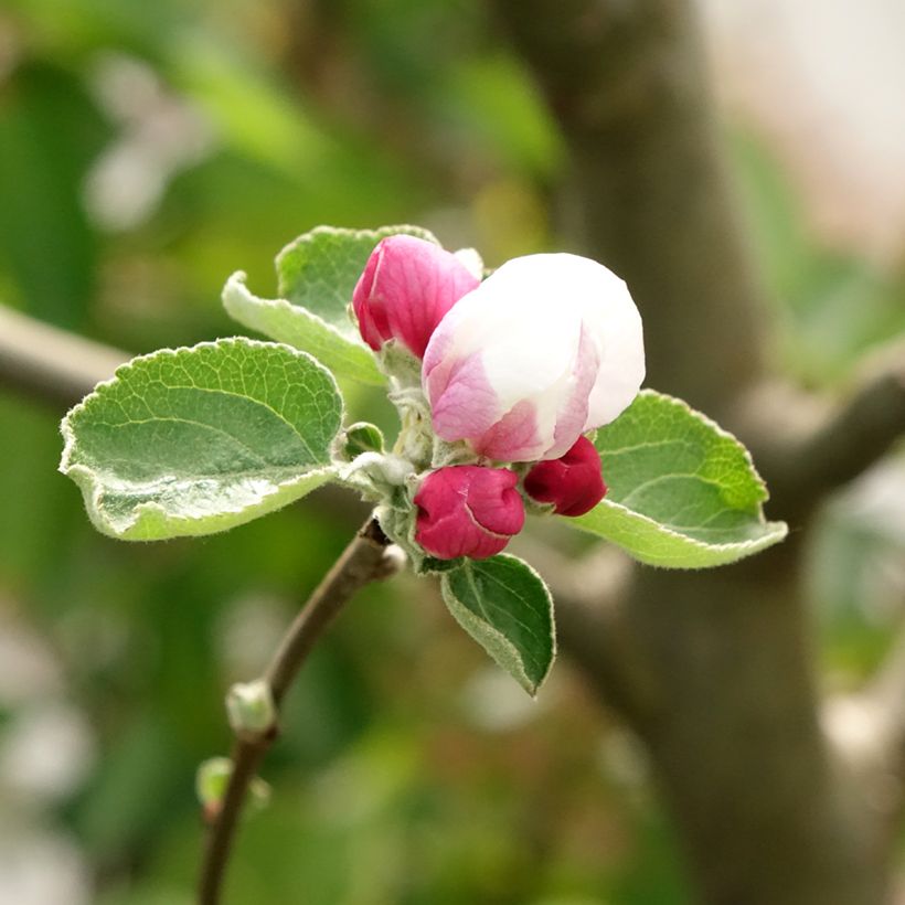 Apfelbaum Double Belle Fleur - Malus domestica (Blüte)