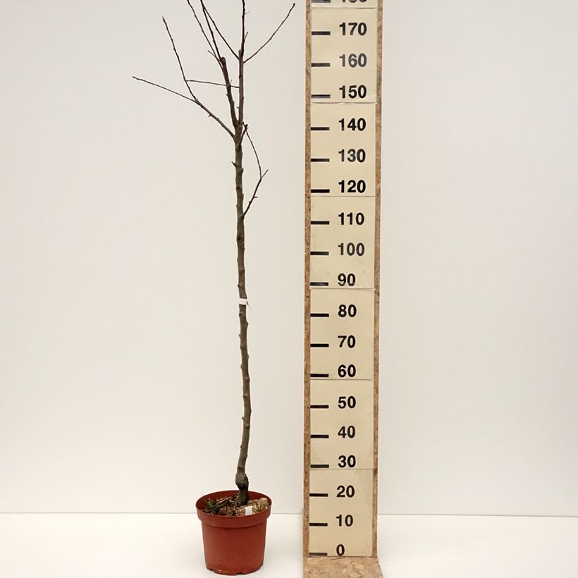 Exemplar von Apfelbaum Double Belle Fleur - Malus domestica Topf mit 7,5L/10L, Halbstamm wie im Winter geliefert