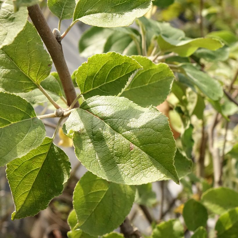 Apfelbaum Double Belle Fleur - Malus domestica (Laub)