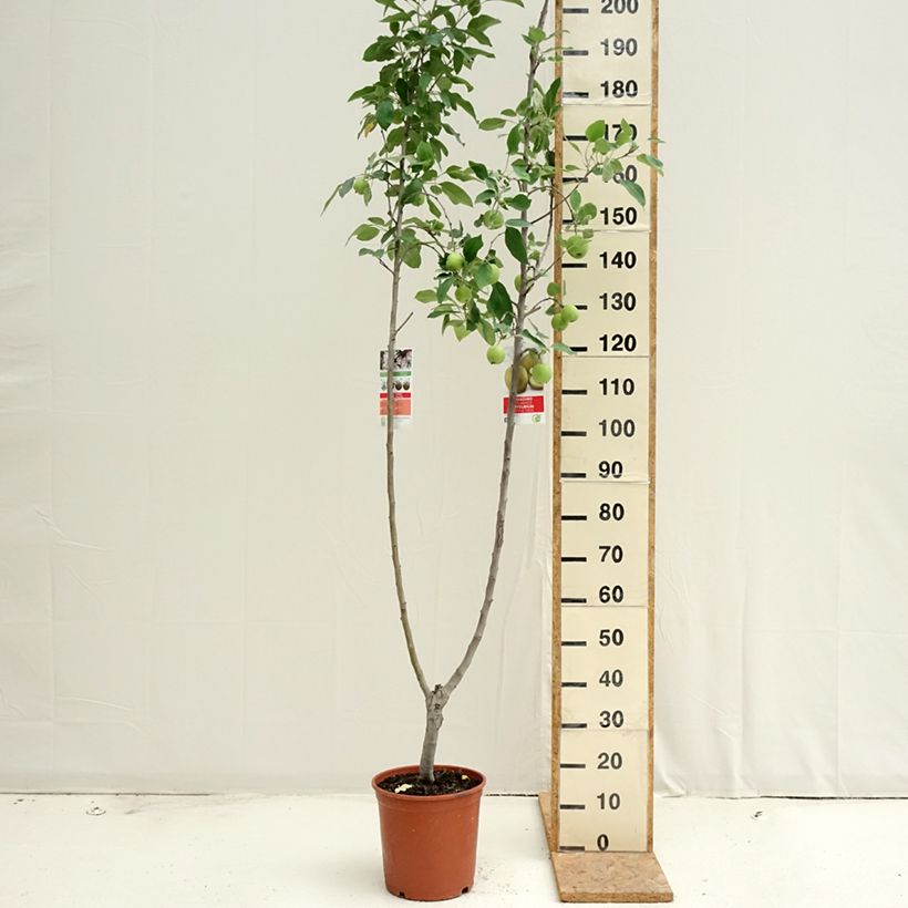 Exemplar von Pommier Duo Gala et Golden Delicious Topf mit 7,5L/10L wie im Sommer geliefert