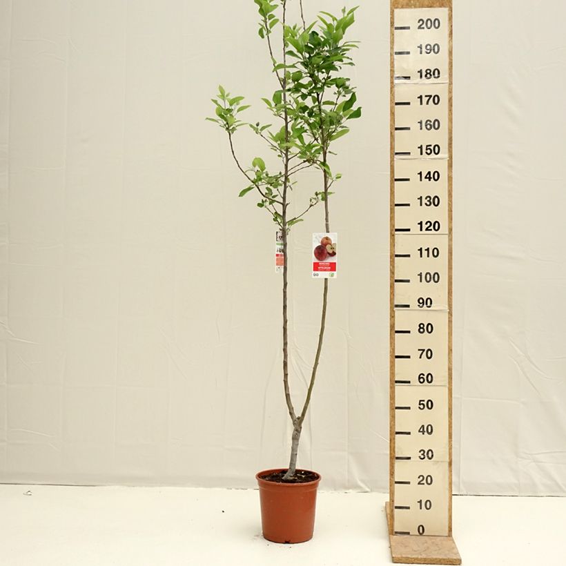 Exemplar von Pommier Duo Gala et Golden Delicious Topf mit 7,5L/10L wie im Frühjahr geliefert