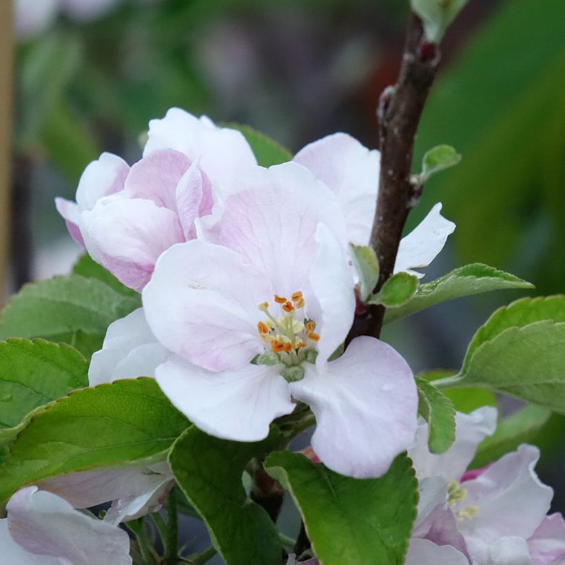 Apfelbaum Elstar - Malus domestica (Blüte)
