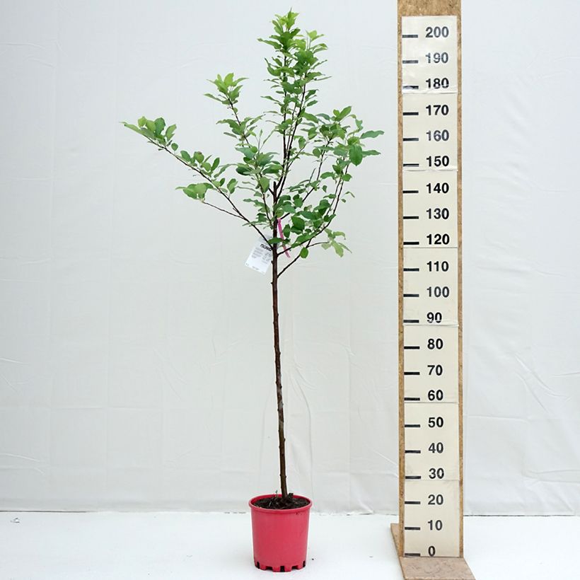 Example of Apfelbaum Fuji - Malus domestica Topf mit 7,5L/10L, Halbstamm as you get in printemps