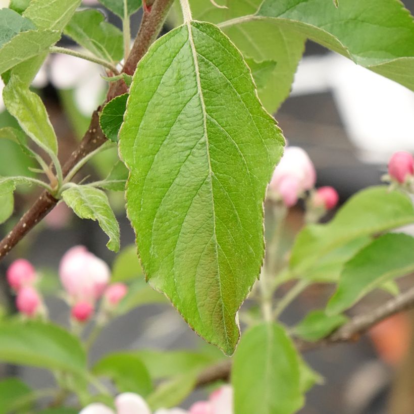 Apfelbaum Gala - Malus domestica (Laub)