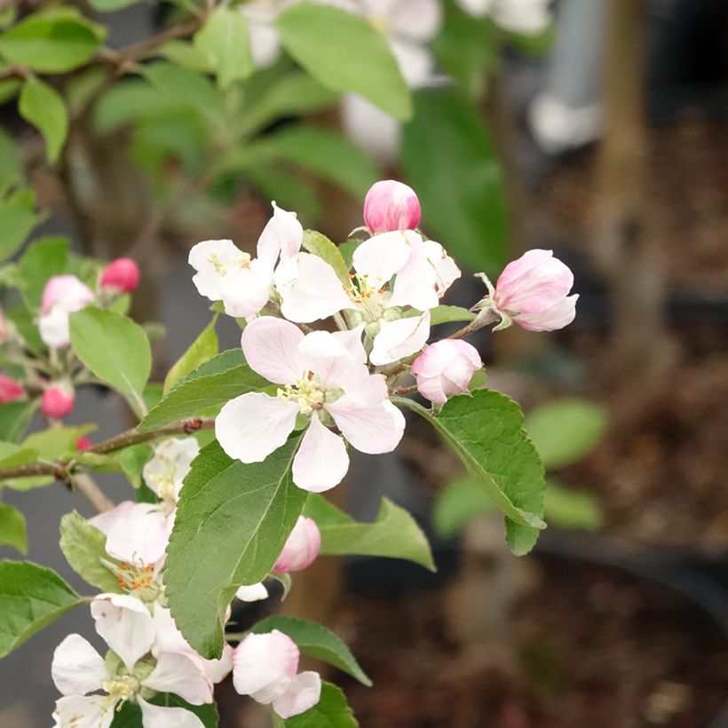 Apfelbaum Gala - Malus domestica (Blüte)