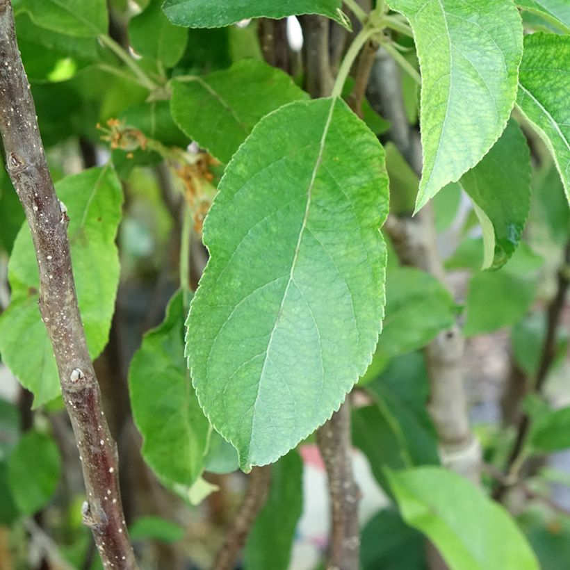 Apfelbaum Gloster - Malus domestica (Laub)