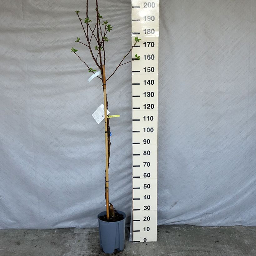 Example of Apfelbaum Golden Delicious - Malus domestica Topf mit 7,5L/10L, Halbstamm as you get in printemps