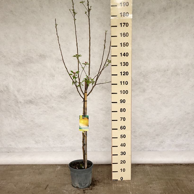 Example of Apfelbaum Golden Delicious - Malus domestica Topf mit 7,5L/10L, Gobelet-Form as you get in printemps