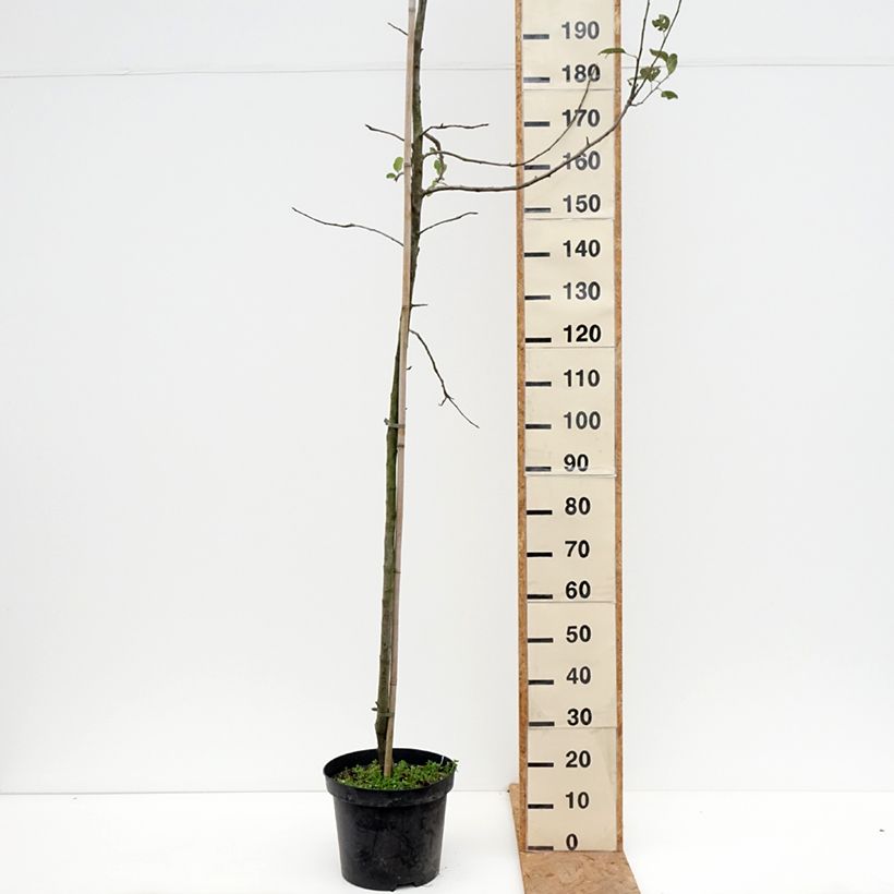 Exemplar von Goldparmäne Golden Noble - Malus domestica Topf mit 7,5L/10L, Gobelet-Form wie im Herbst geliefert