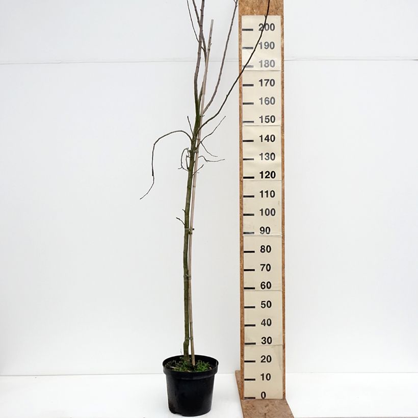 Exemplar von Goldparmäne Golden Noble - Malus domestica Topf mit 7,5L/10L, Gobelet-Form wie im Winter geliefert