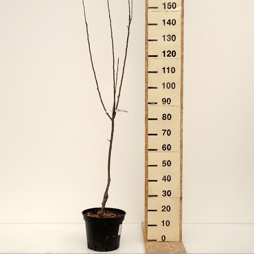 Exemplar von Pommier Granny Smith Pot de 7,5L/10L, Gobelet wie im Winter geliefert