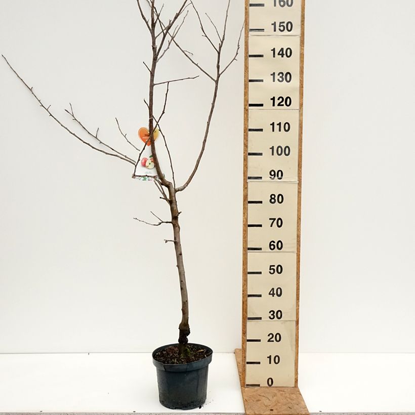 Exemplar von Apfelbaum Gravenstein - Malus domestica Topf mit 7,5L/10L, Gobelet-Form wie im Herbst geliefert