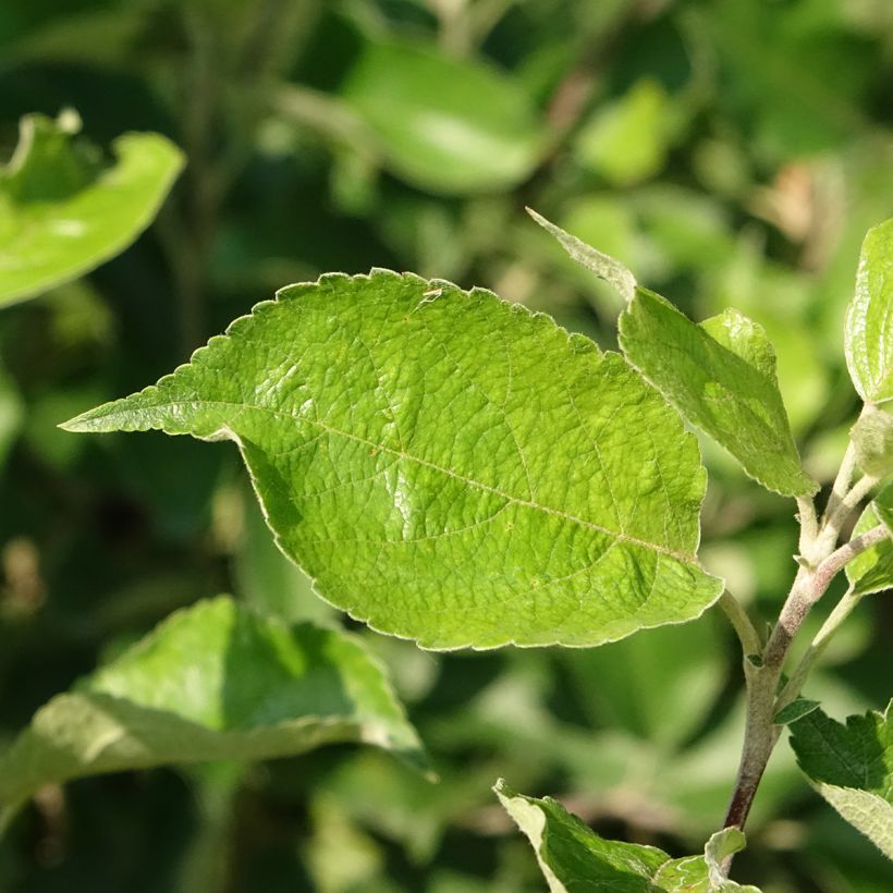 Apfelbaum Harmonie - Malus domestica (Foliage)