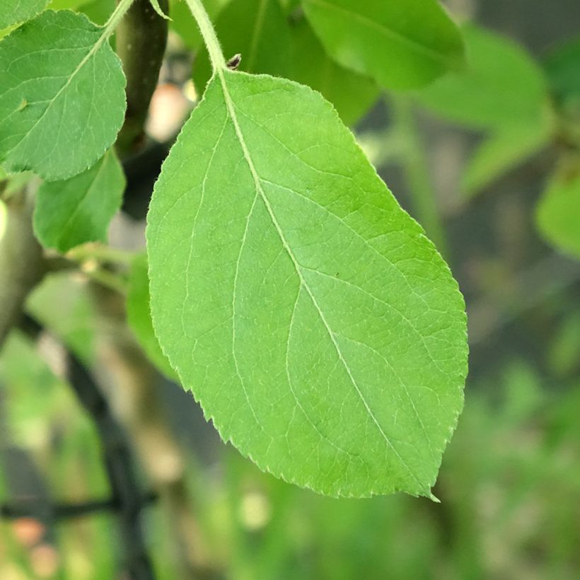 Apfelbaum Jacques Lebel - Malus domestica (Laub)