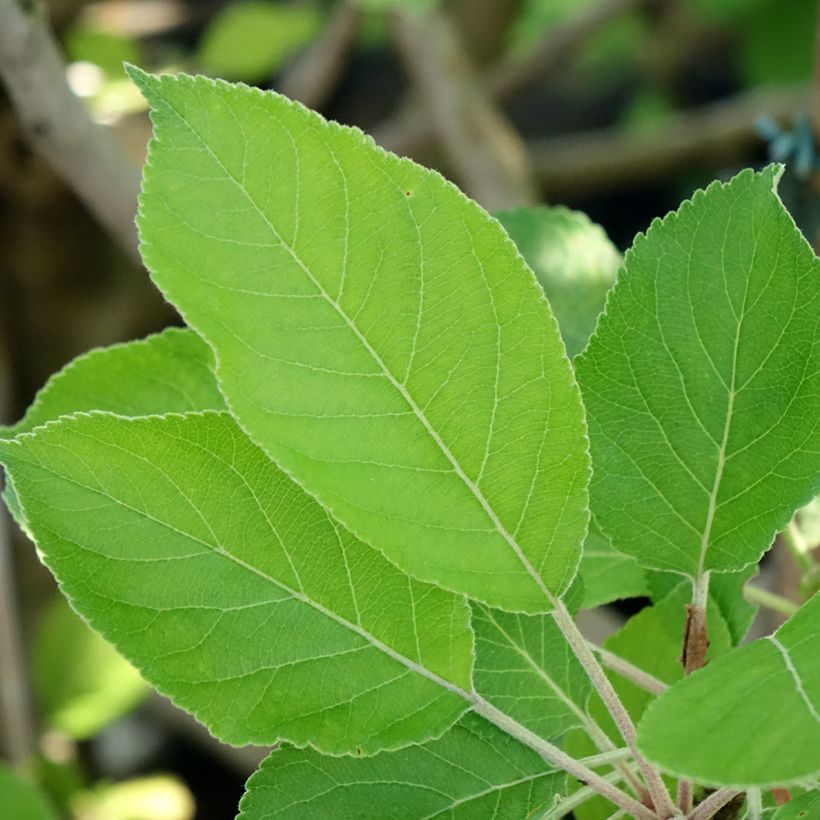 Apfelbaum James Grieve - Malus domestica (Laub)