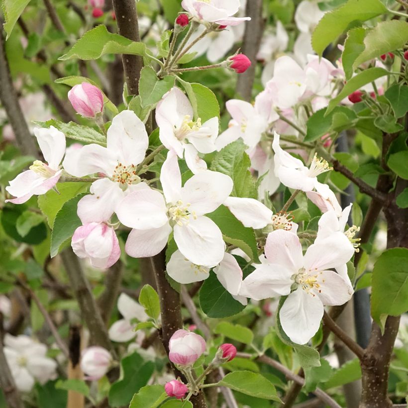 Apfelbaum Jonagold - Malus domestica (Blüte)