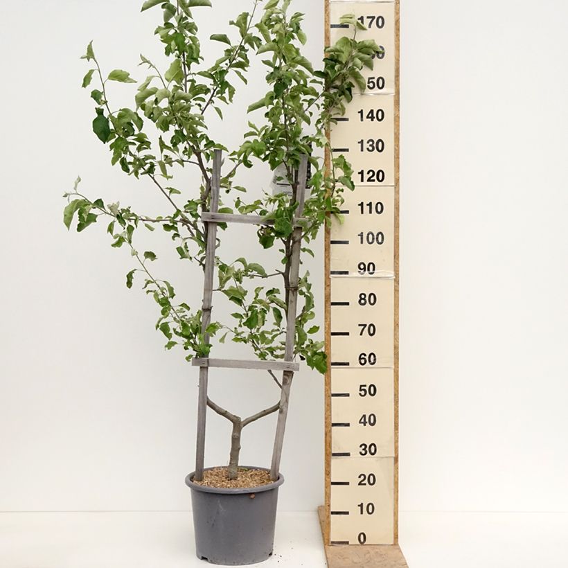Exemplar von Apfelbaum Jonagold - Malus domestica Topf mit 7,5L/10L, Spalierobst einfach U-Form wie im Frühjahr geliefert