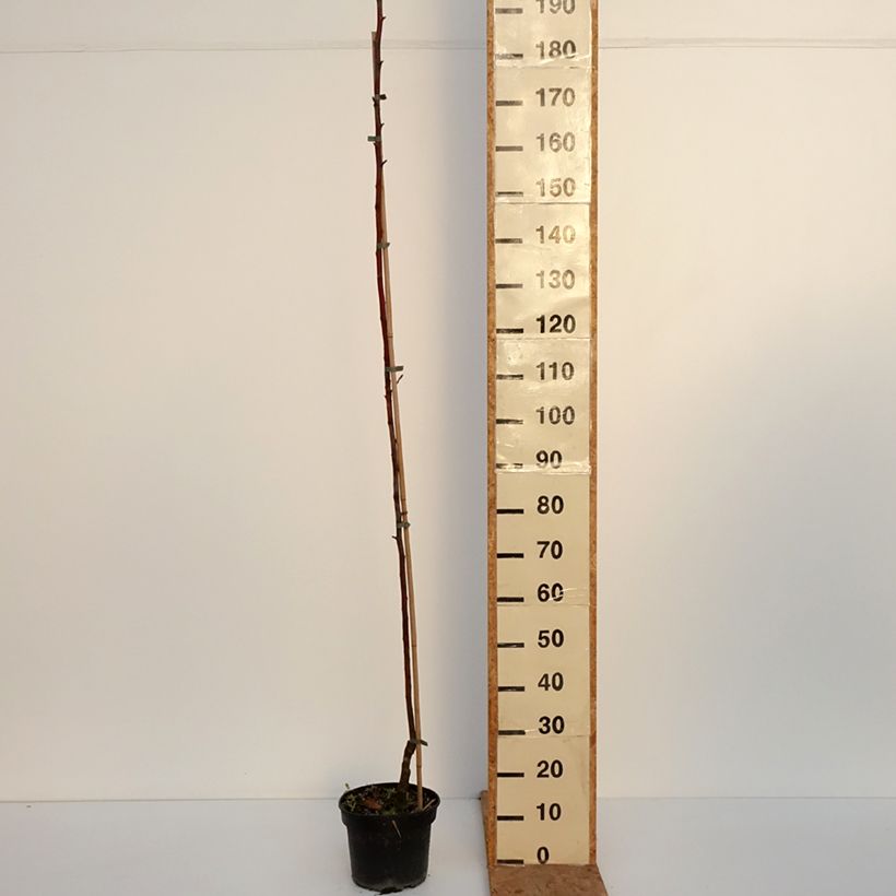 Exemplar von Goldparmäne Kantówka Gdańska - Malus domestica Topf mit 4L/5L, Heister wie im Herbst geliefert