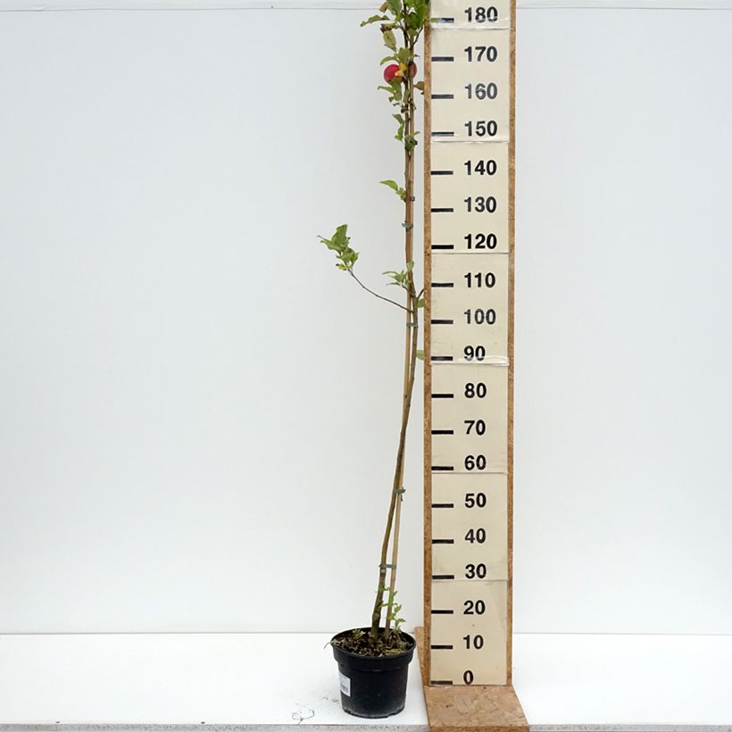 Exemplar von Goldparmäne Kantówka Gdańska - Malus domestica Topf mit 4L/5L, Heister wie im Sommer geliefert