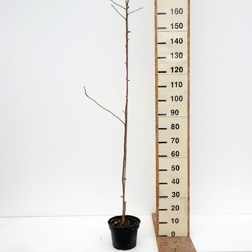 Exemplar von Goldparmäne Kantówka Gdańska - Malus domestica Topf mit 4L/5L, Heister wie im Winter geliefert