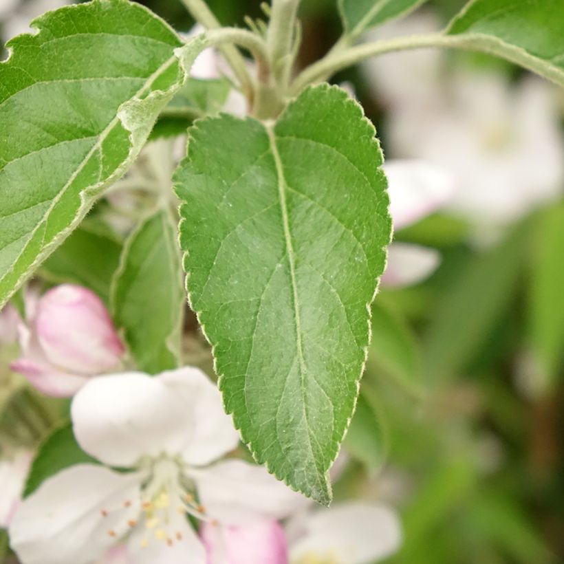 Zierapfel Karneval - Malus domestica (Laub)