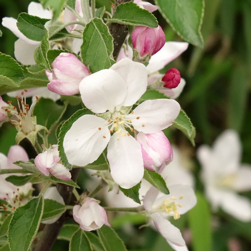 Zierapfel Karneval - Malus domestica (Blüte)