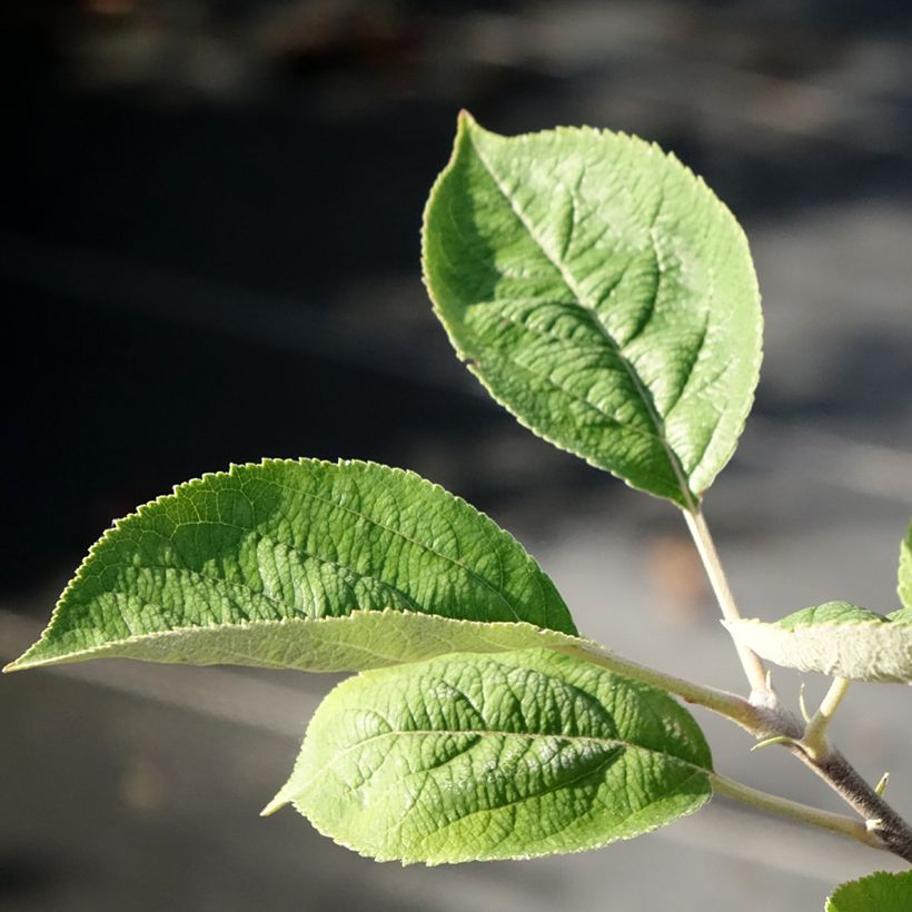 Goldparmäne Kosztela - Malus domestica (Laub)